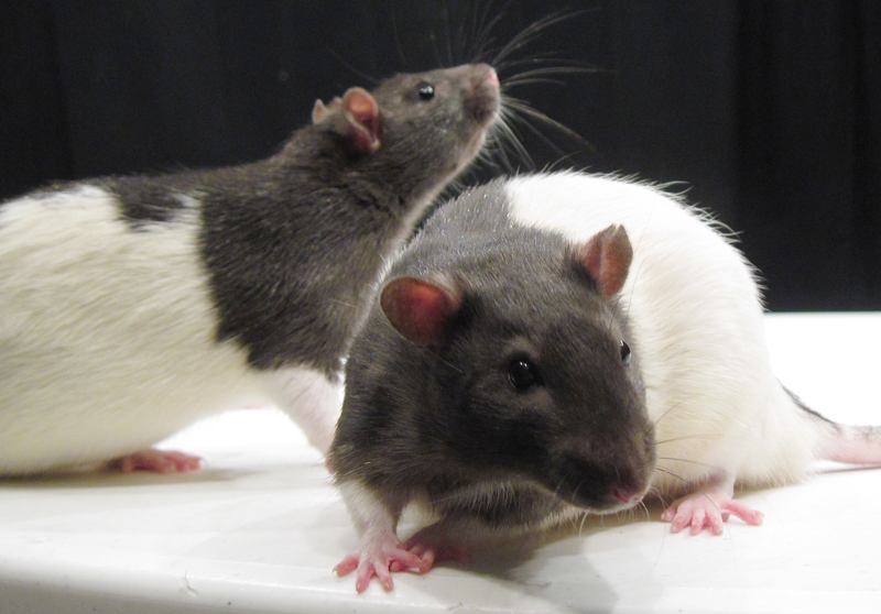 Illustration for article titled La sangre de bebés humanos consigue regenerar el cerebro de ratones ancianos